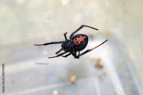 Red-back widow spider (Latrodectus hasseltii) in Japan   © feathercollector