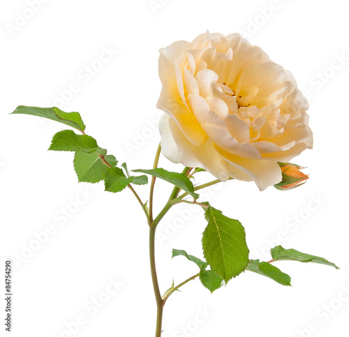 yellow shrub rose isolated