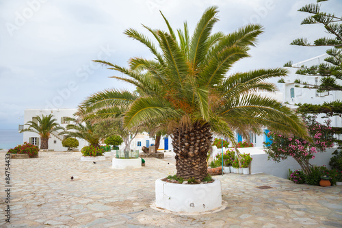 Palm tree on Mykonos town, Greece photo