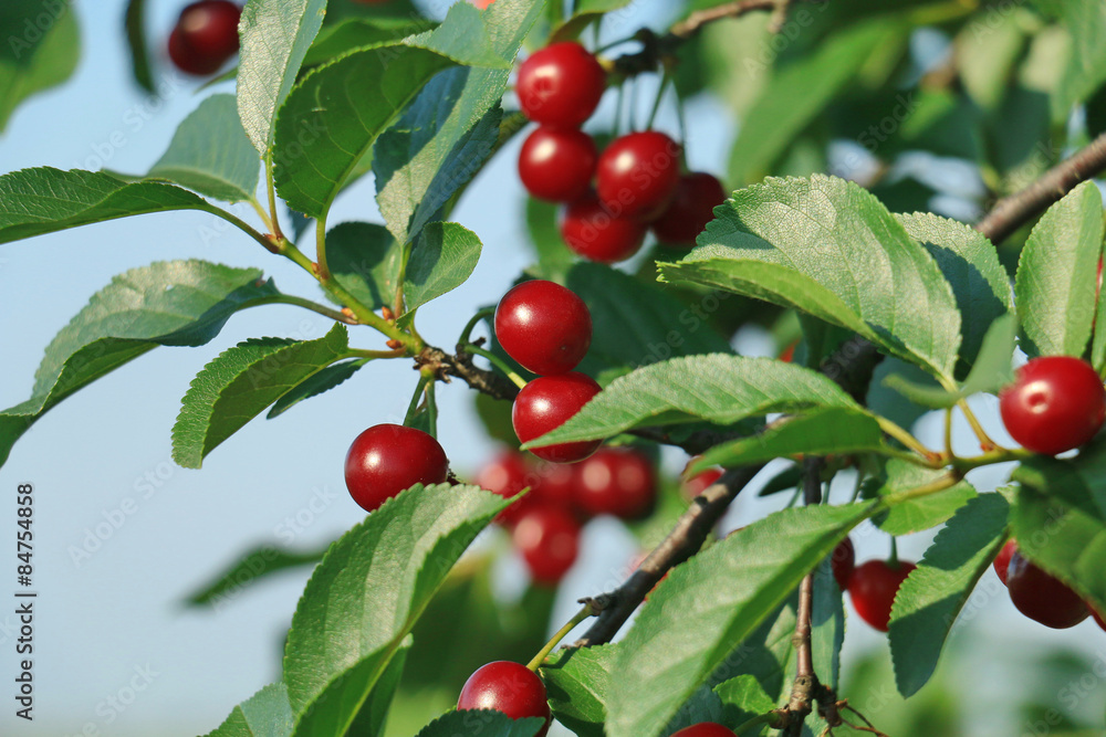 Red and sweet cherries 