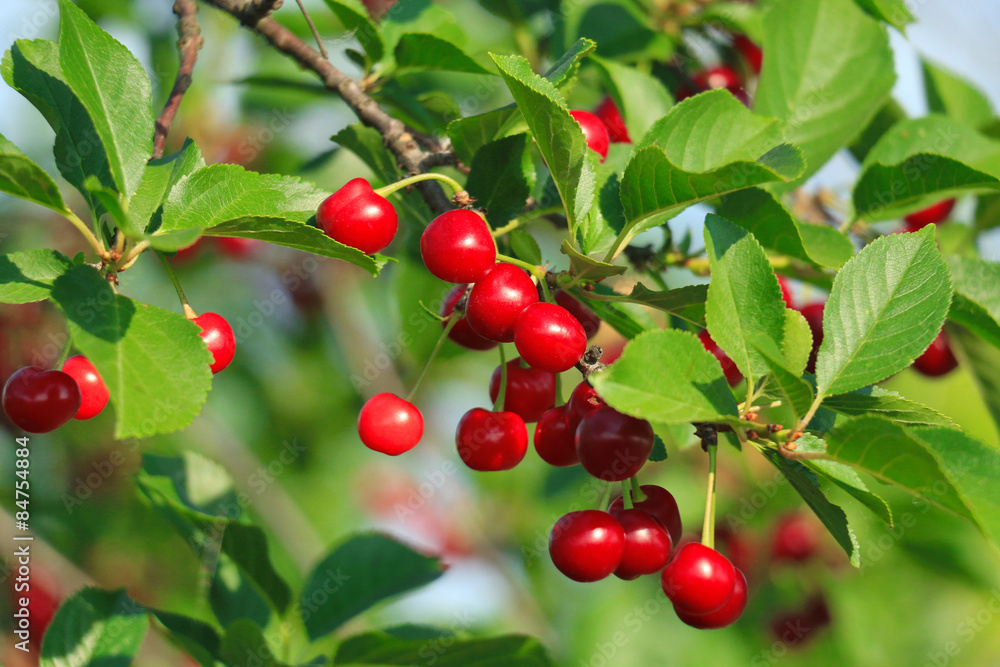 Red and sweet cherries 