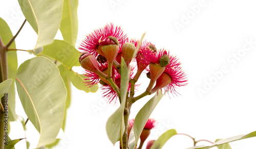 Australian Eucalyptus ptychocarpa red flowering bloodwood photo
