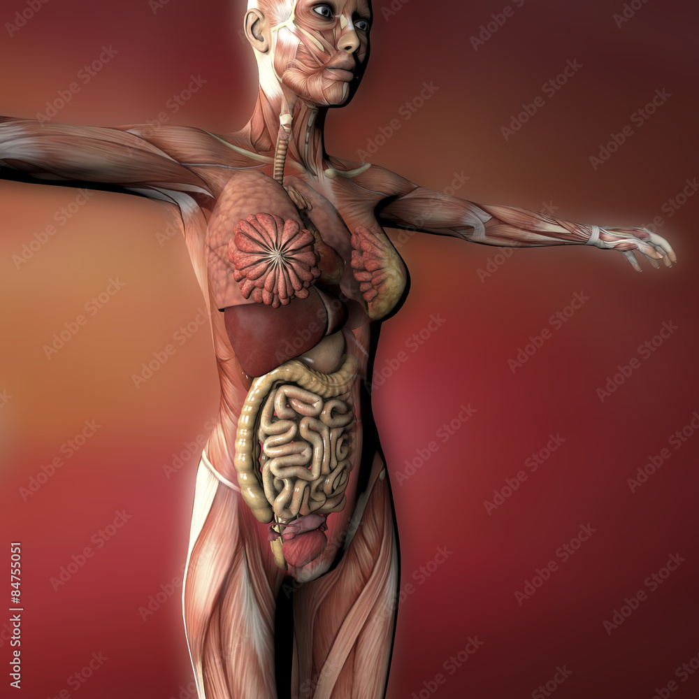 Illustrazione Stock Corpo umano femminile, anatomia muscoli e organi |  Adobe Stock