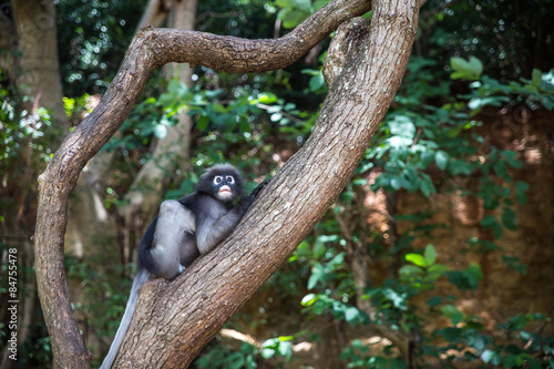 Dusky langur  Spectacled langur or Trachypithecus obscurus monke