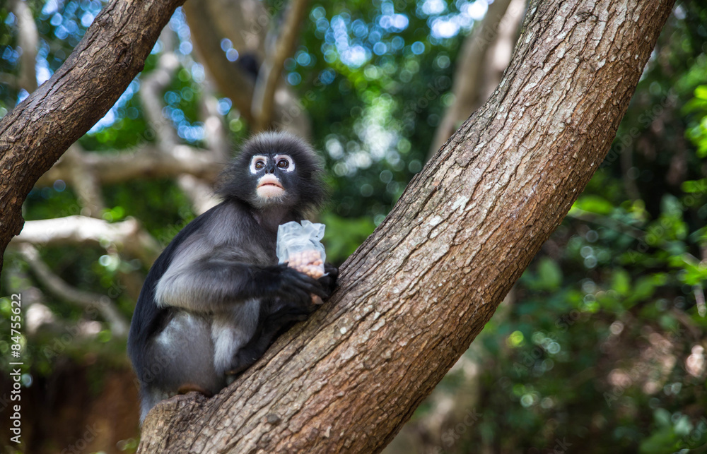 Obraz premium Dusky langur, Spectacled langur or Trachypithecus obscurus monke
