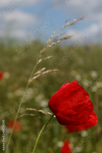Beautiful red poppy in a field.