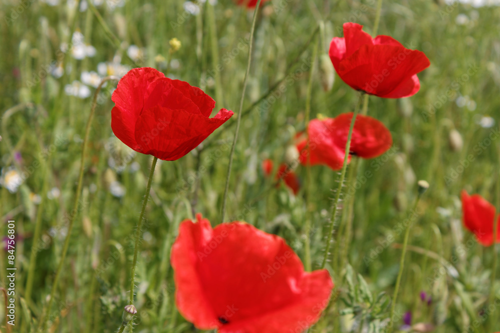 Collection of red poppys in a field. Collection of red poppys in a field.