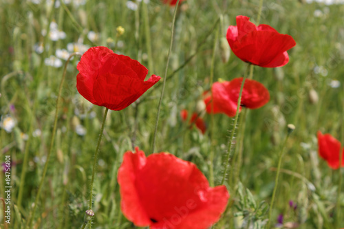 Collection of red poppys in a field.