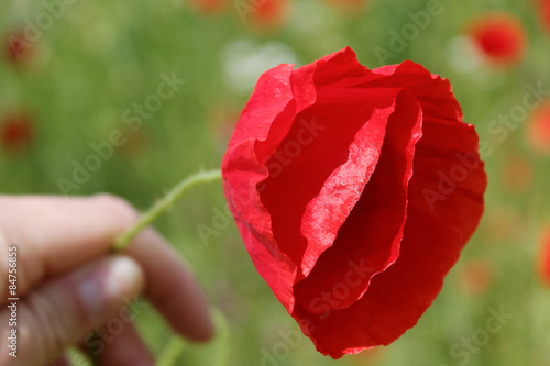 Somebody holding a beautiful red poppy in front of a field in eastern Germany.