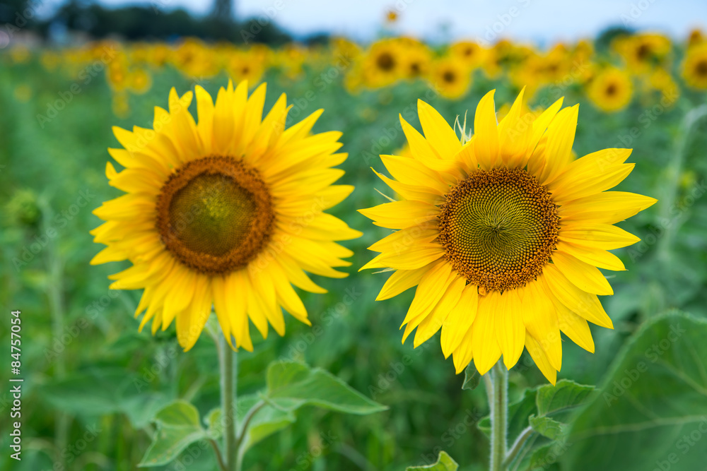 Obraz premium two sunflowers
