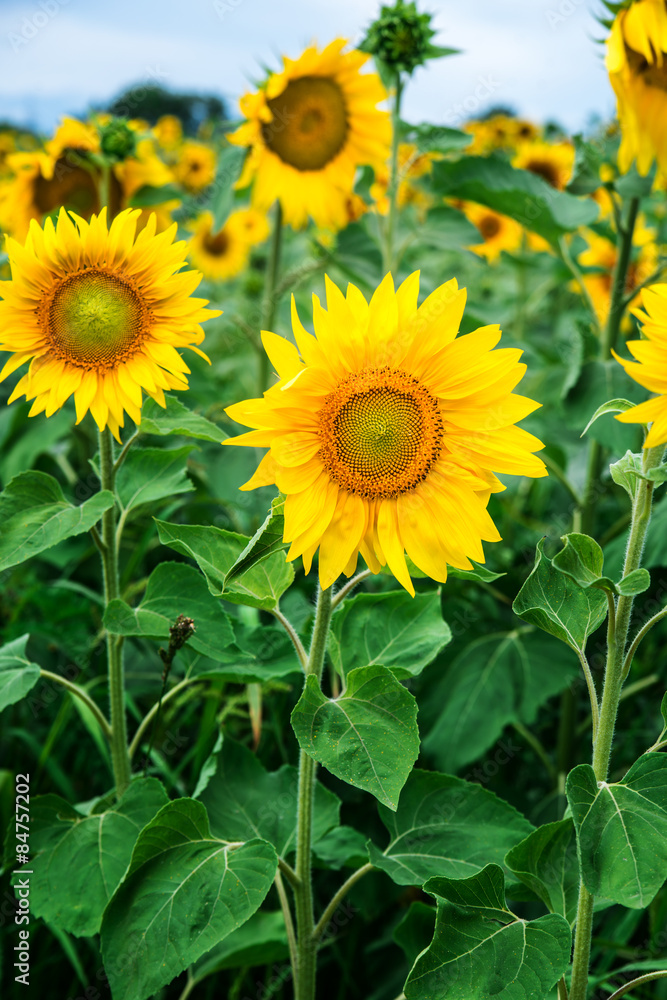 sunflower