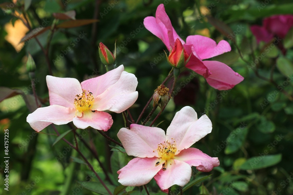 Fototapeta premium Rosa chinensis Mutabilis
