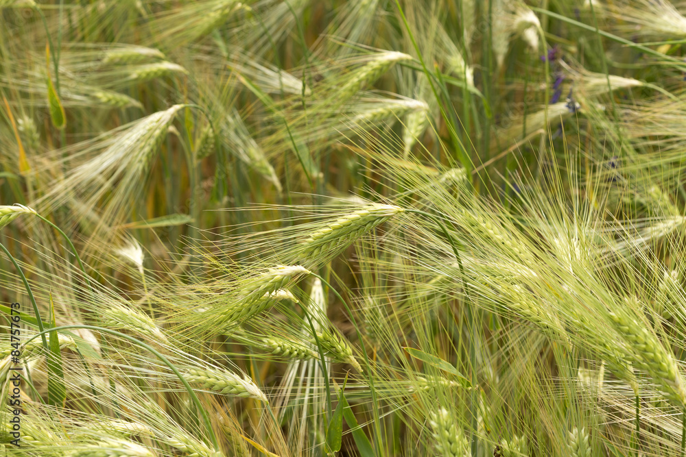 Spring Field of the green Barley Spring Field of the green Barley