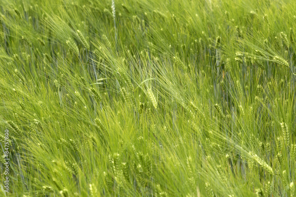Spring Field of the green Barley Spring Field of the green Barley