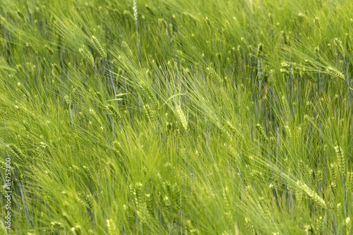 Spring Field of the green Barley 