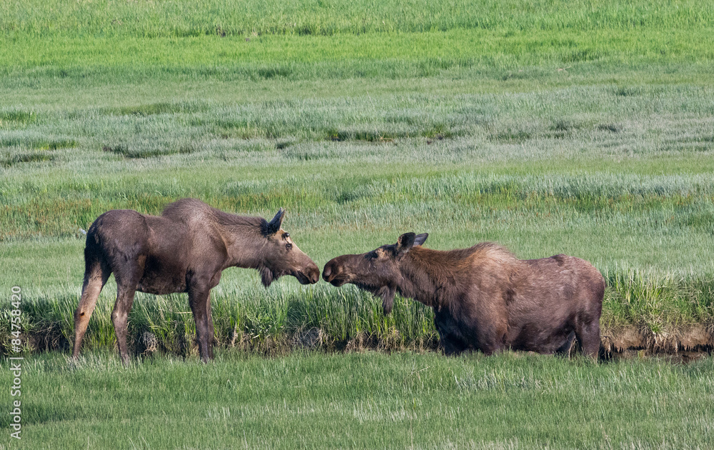 Moose mom and son touching noses