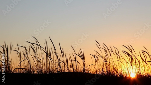 Silhouette of the plants at sunset in prairie
