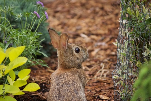 The Rabbit  photo