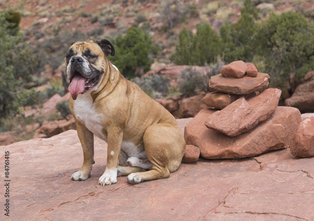 Bulldog sitting by a pile of red rocks while resting from hiking in the desert