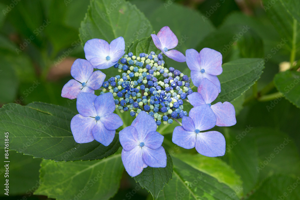 青い山あじさい（山紫陽花）