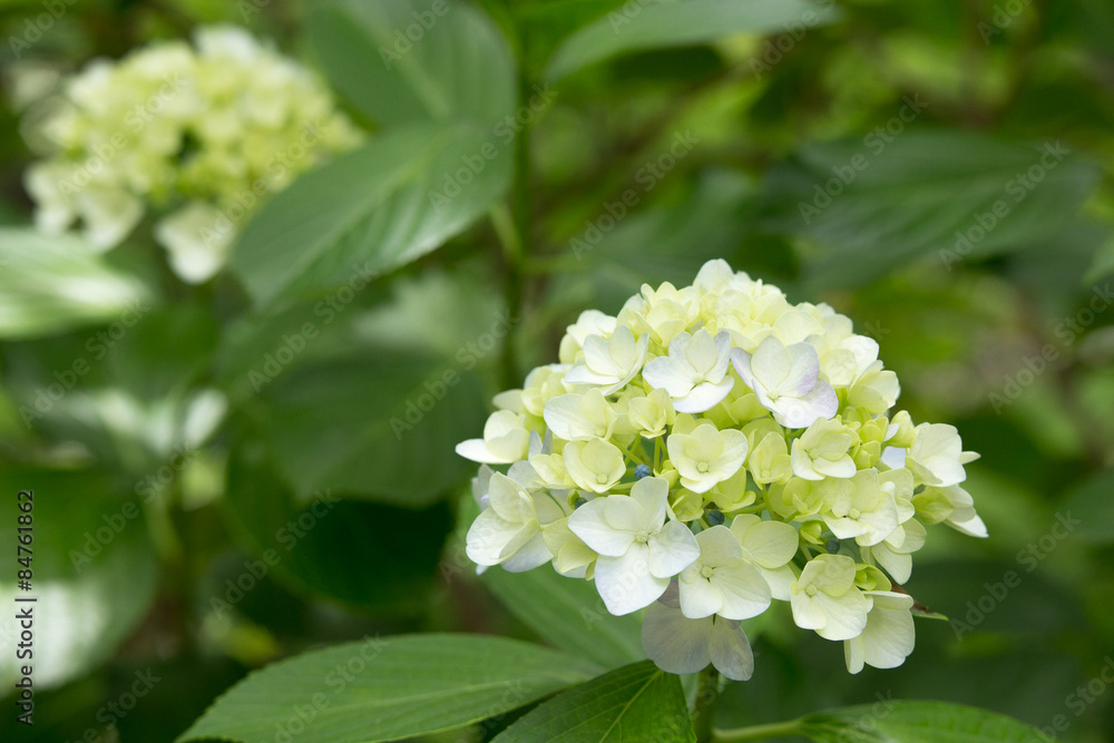 開花途中のあじさい(紫陽花) 開花途中のあじさい(紫陽花)