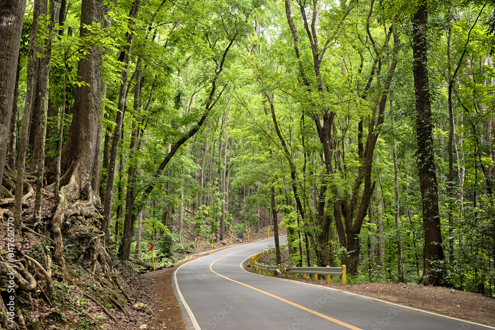 Fototapeta premium Loboc Man-Made Forest, Bohol - Philippines .
