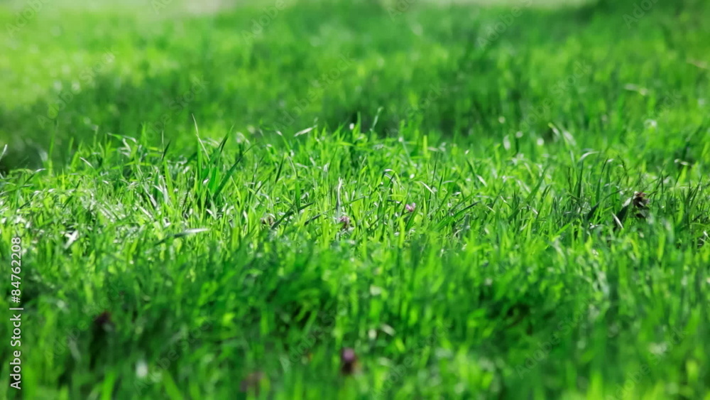 spring green grass in the wind spring green grass in the wind