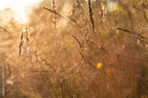 Beautiful vintage color meadow background