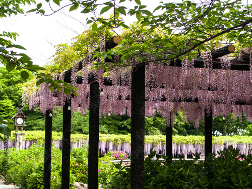 藤の花 photo