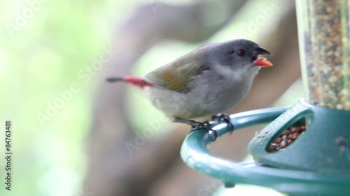 Red Browed Finch and Other Birds in a Cape Garden Bird Feeder