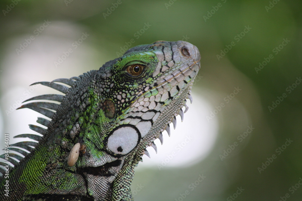 Fototapeta premium Green Iguana