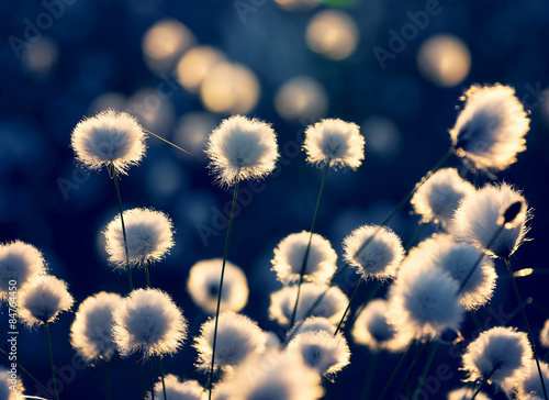 Blooming cotton grass in the rays of the setting sun