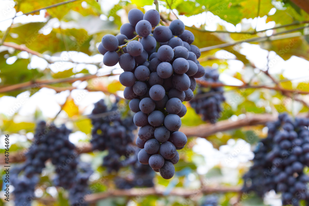 Bunche of blue grapes on vine Bunche of blue grapes on vine