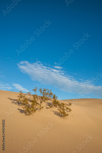 Plant in Sand Dunes