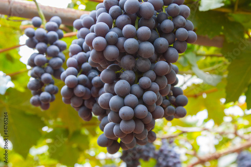 Bunche of blue grapes on vine