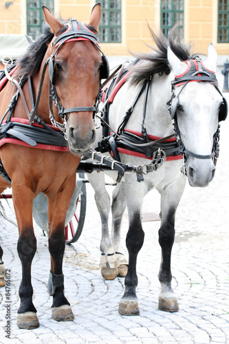 Two horses harnessed to the cart