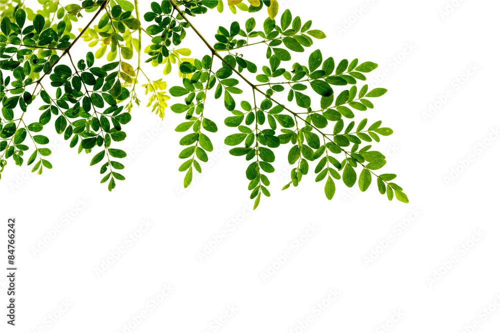 green leaf on white  background