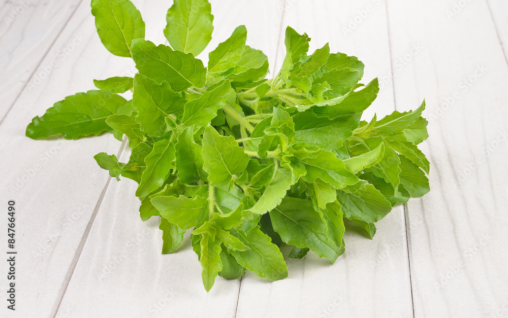 Fresh basil leaves on white wooden background Fresh basil leaves on white wooden background