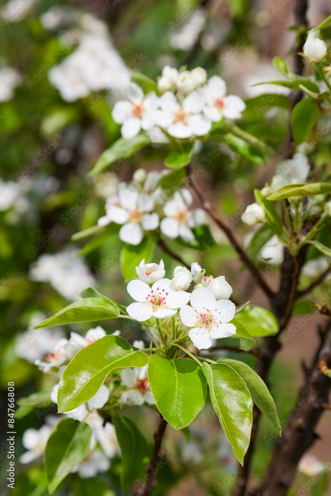 blossom blossom