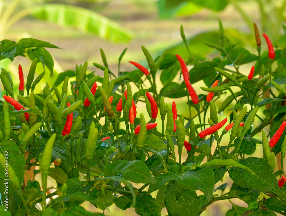 Growing red hot chili peppers