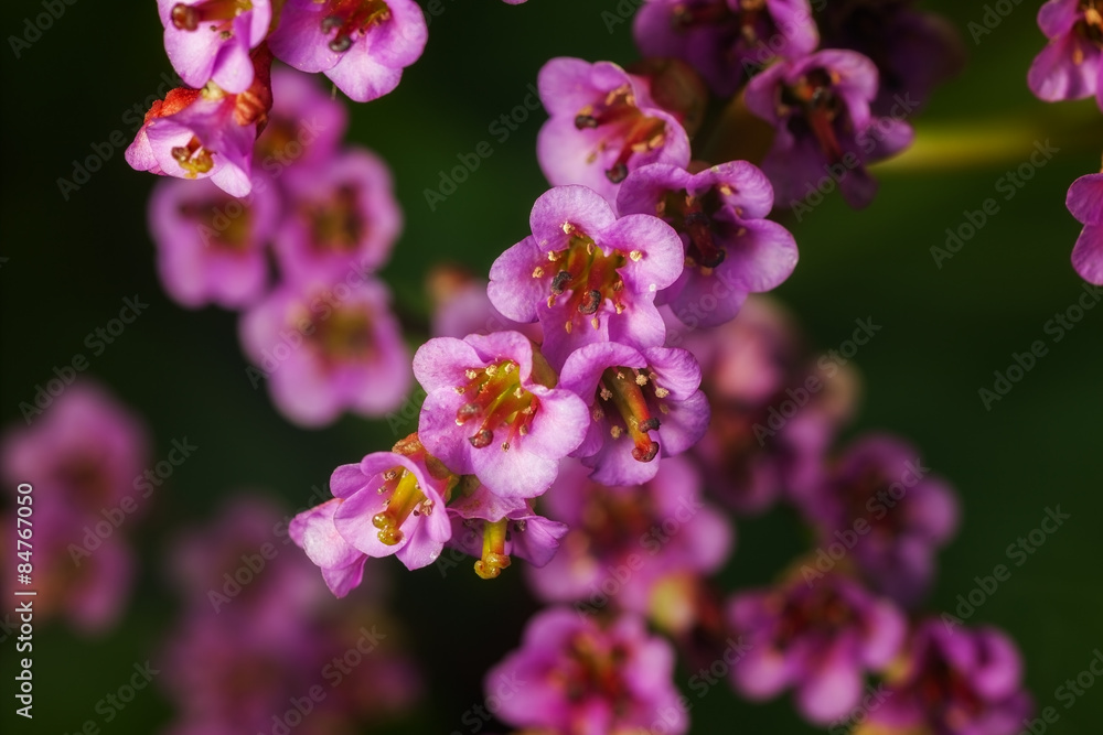 Fototapeta premium flower