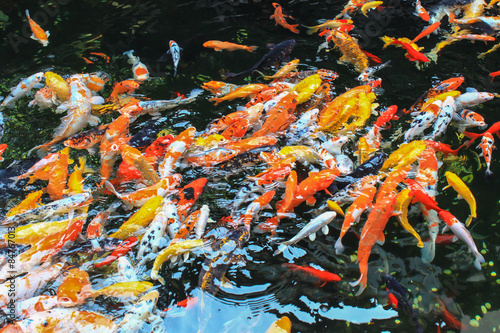 Koi, Japanese call a group of fancy carp. Fancy carps in a pond in Shanghai. Koi is richness sign in Chinese believed.