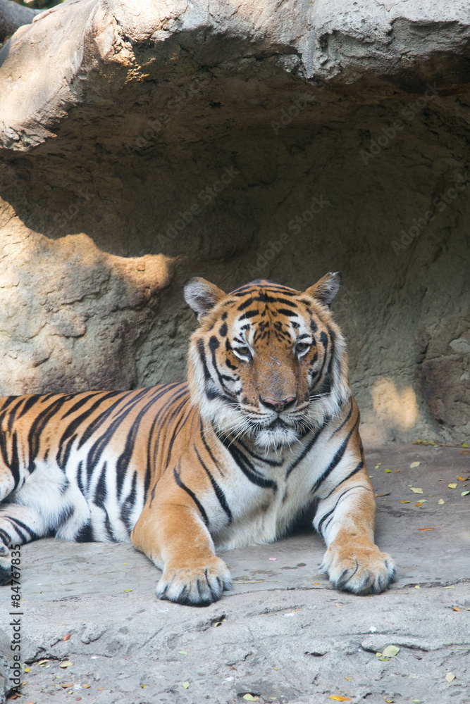 Tiger at Dusit Zoo in Bangkok., THAILAND.

