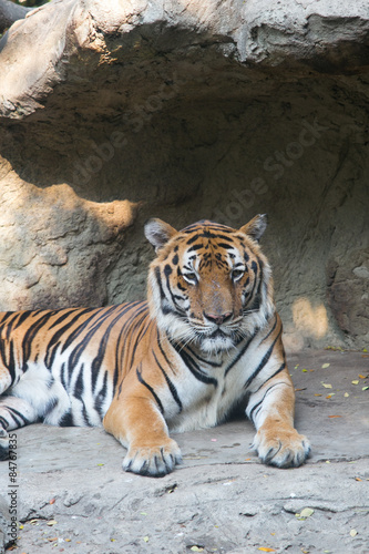 Tiger at Dusit Zoo in Bangkok.  THAILAND.  