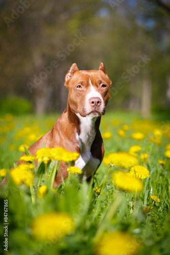 Fototapeta Naklejka Na Ścianę i Meble -  American Pit Bull Terrier