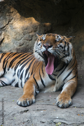 Tiger at Dusit Zoo in Bangkok.  THAILAND.  