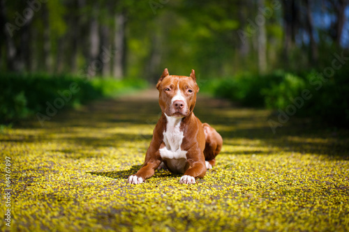 Obraz na plátne American Pit Bull Terrier