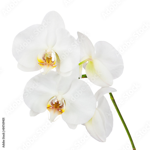 Flowers orchids isolated on white background.