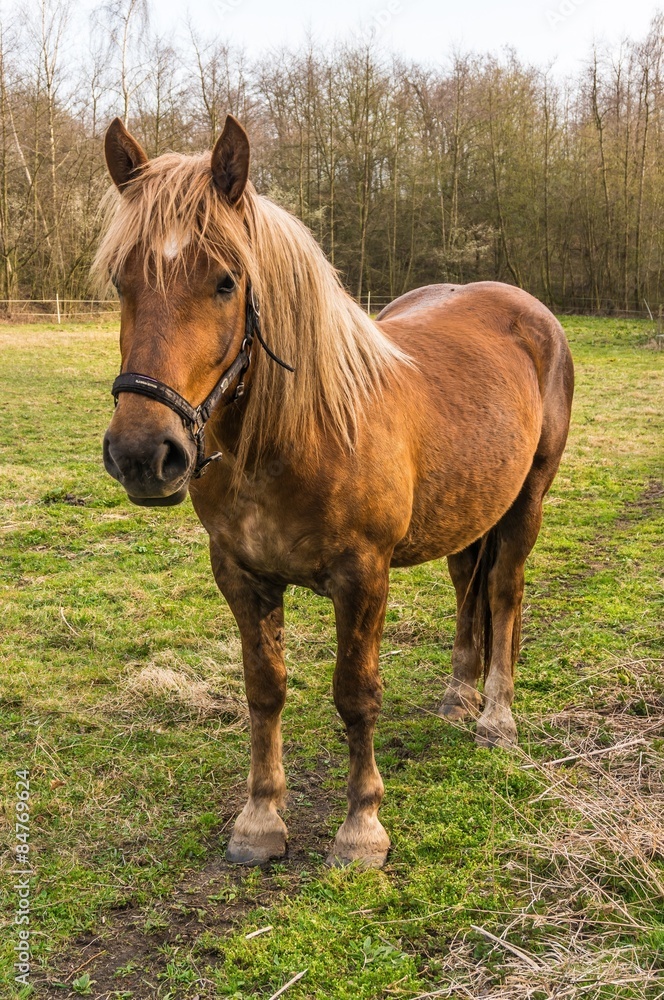 Obraz premium Brown horse stands on green grass