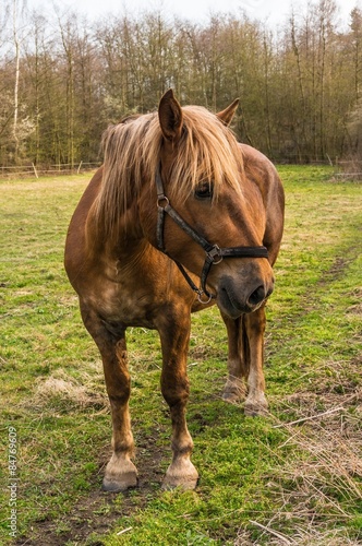 Brown horse stands on green grass